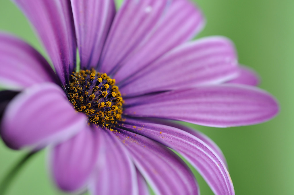 Karangan Bunga Sebagai Bahasa Tersirat